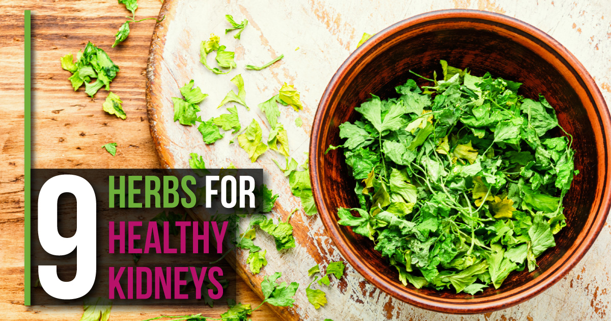 9 Herbs For Healthy Kidneys - SlendHer